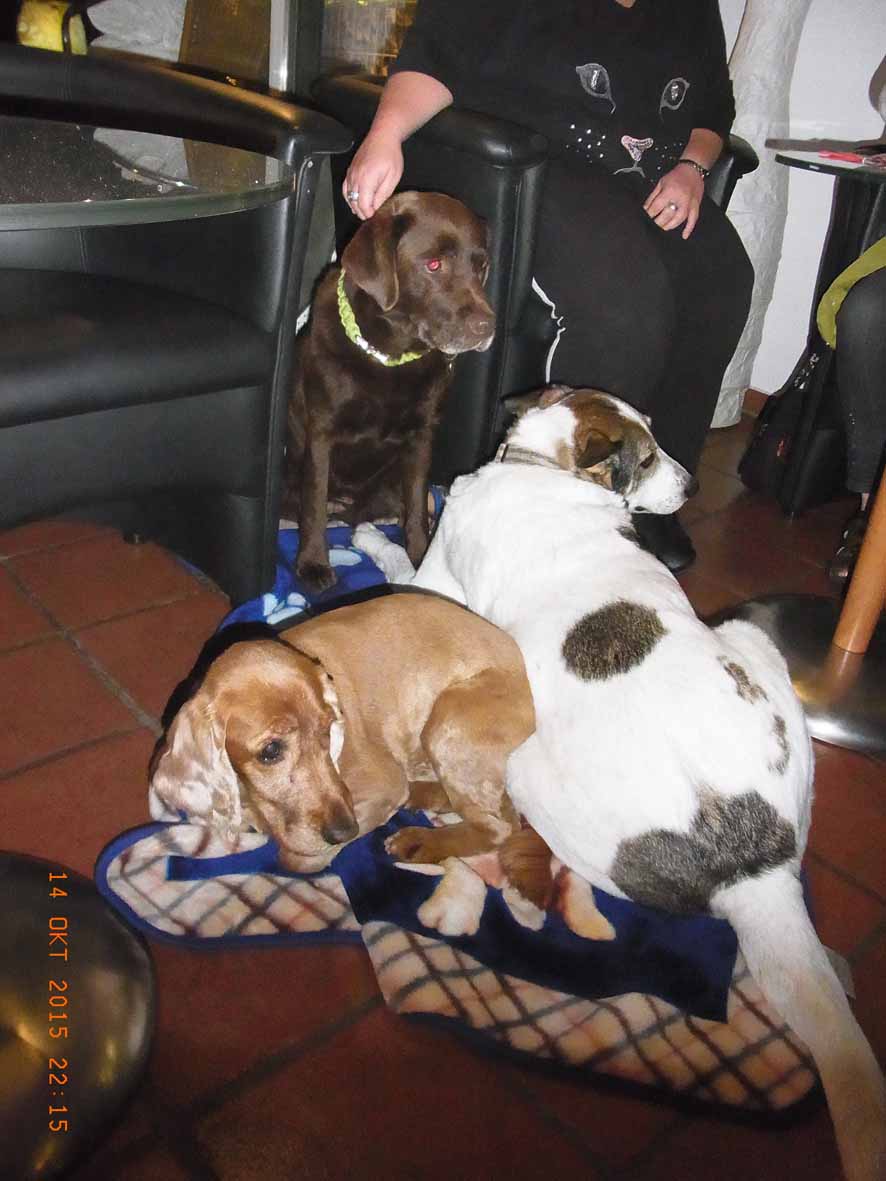 Deckenpiraten3 - Enteignung abgeschlossen.jpg (886 x 1181)